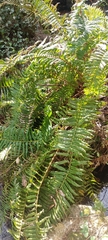 Blechnum chilense