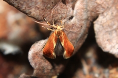 Metalampra