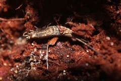 Machilinae