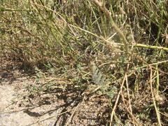 Palpares libelluloides