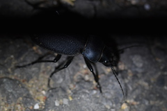 Carabus brandti