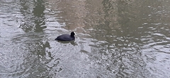 Fulica atra