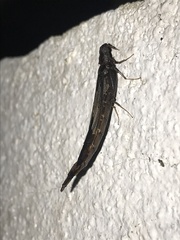 Atractocerus brasiliensis