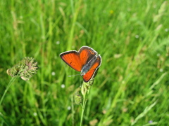 Lycaena hippothoe