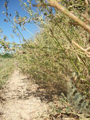 Palpares libelluloides