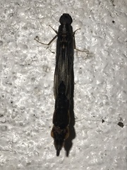 Atractocerus brasiliensis