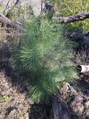 Pinus attenuata