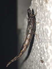 Atractocerus brasiliensis