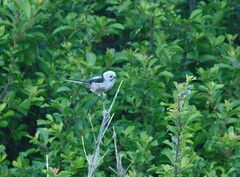 Aegithalos caudatus caudatus