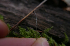 Pyrenopeziza petiolaris