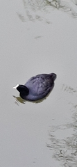 Fulica atra