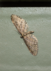 Eupithecia olivacea
