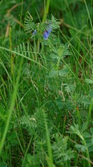 Vicia tenuifolia