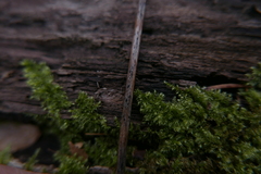 Pyrenopeziza petiolaris
