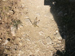 Palpares libelluloides