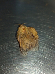 Travassosula subfumata