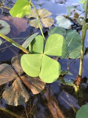 Marsilea minuta
