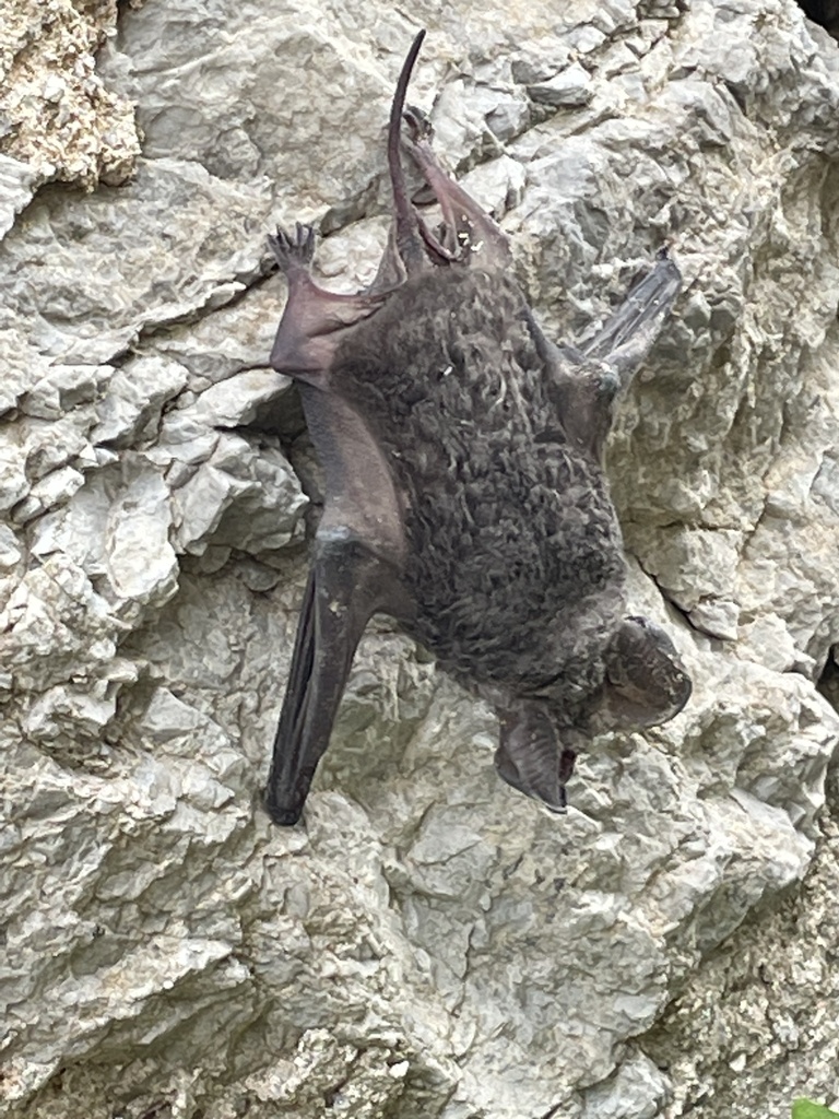 European Free-tailed Bat (Tadarida teniotis)