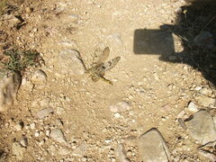 Palpares libelluloides