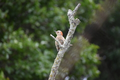 Melanerpes aurifrons