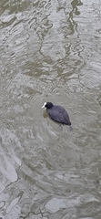 Fulica atra