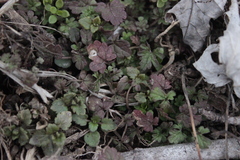 Lamium amplexicaule