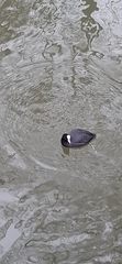 Fulica atra