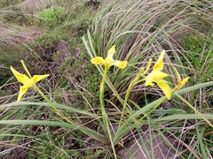 Moraea reticulata