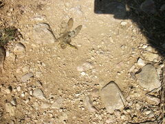 Palpares libelluloides