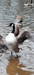 Branta canadensis