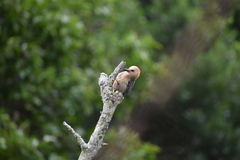 Melanerpes aurifrons