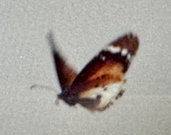 Danaus chrysippus