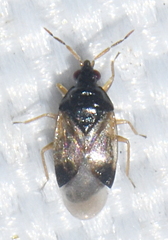Orius minutus