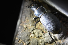 Carabus brandti