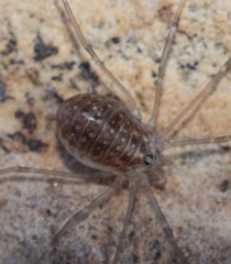 Cosmobunus granarius