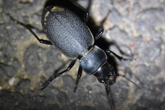 Carabus brandti
