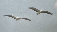 Pelecanus rufescens