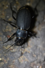 Carabus brandti