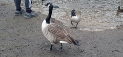 Branta canadensis