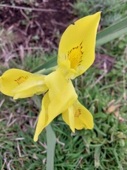 Moraea reticulata
