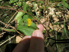 Dalceridae