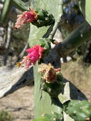 Opuntia cochenillifera