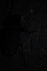 Carabus brandti