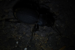 Carabus brandti