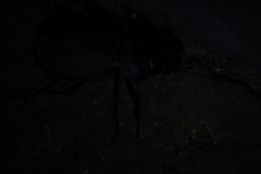 Carabus brandti
