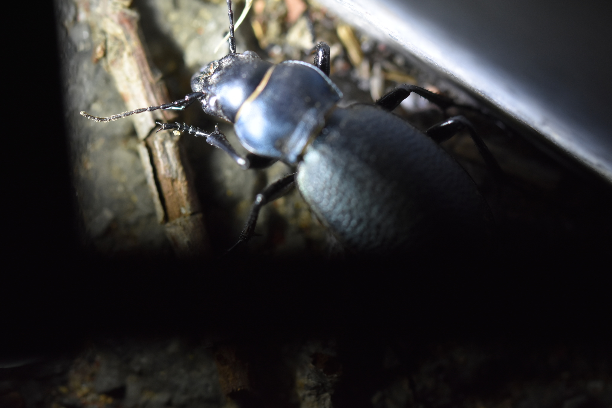 Carabus brandti Faldermann, 1835