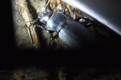 Carabus brandti