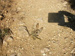 Palpares libelluloides