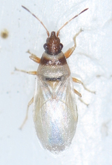 Oxycarenus pallens