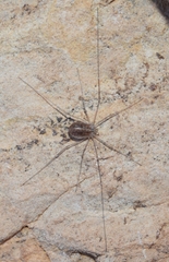 Cosmobunus granarius